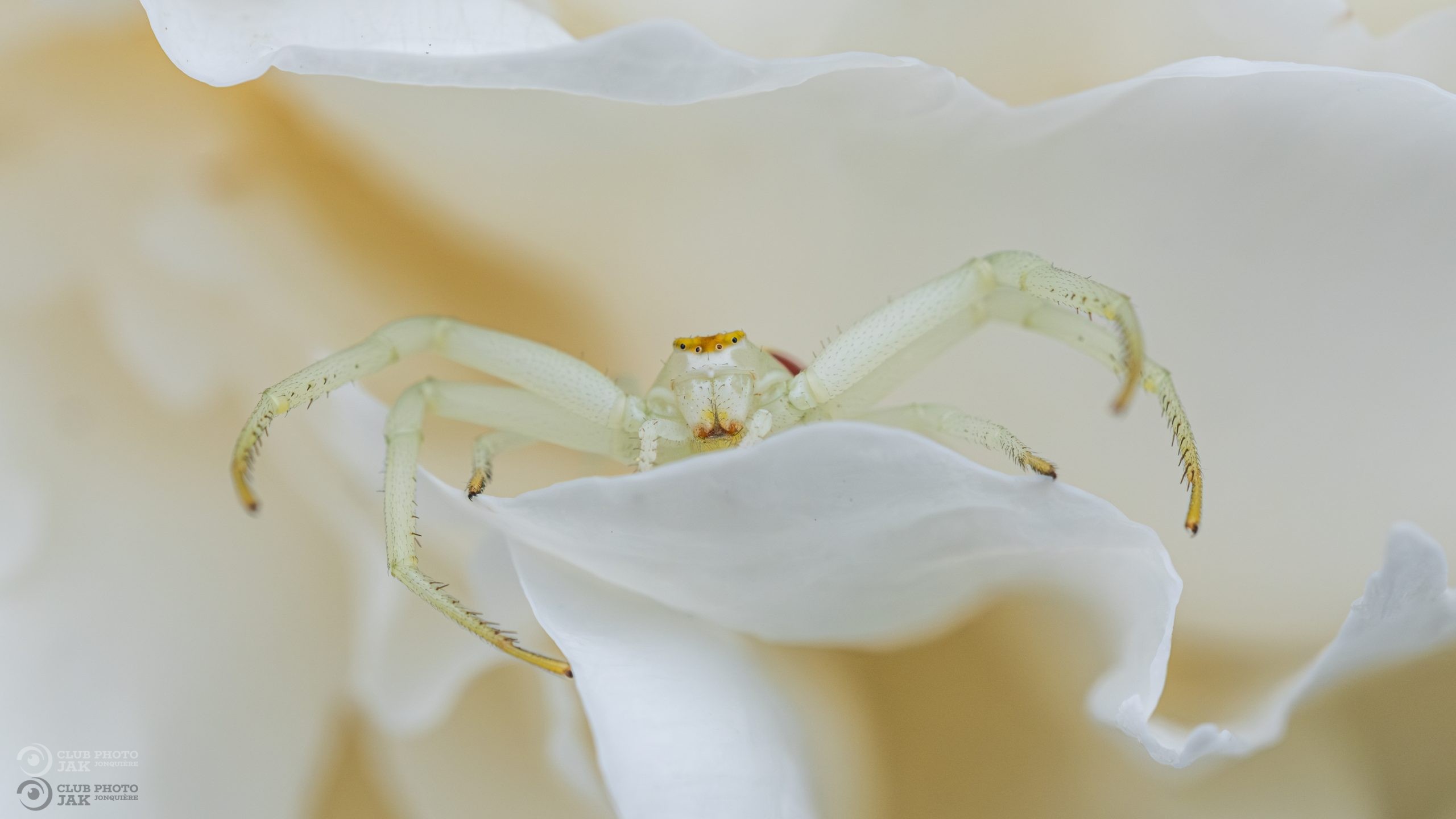 Araignée blanche sur une fleur blanche
