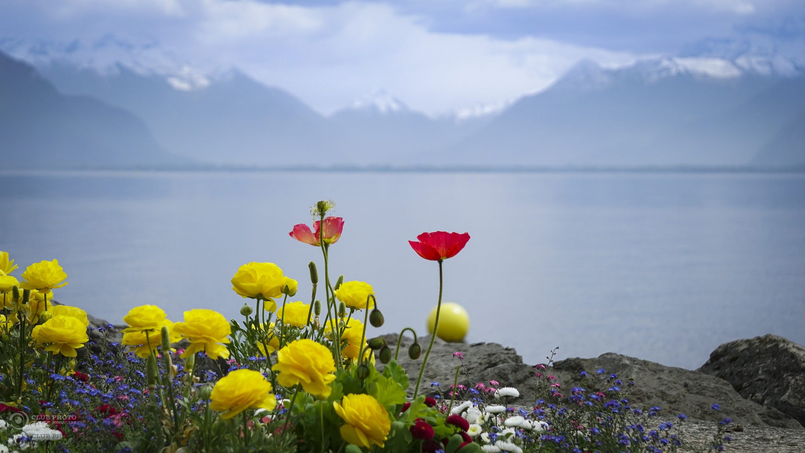 Lac montagneux et des fleurs au premier plan
