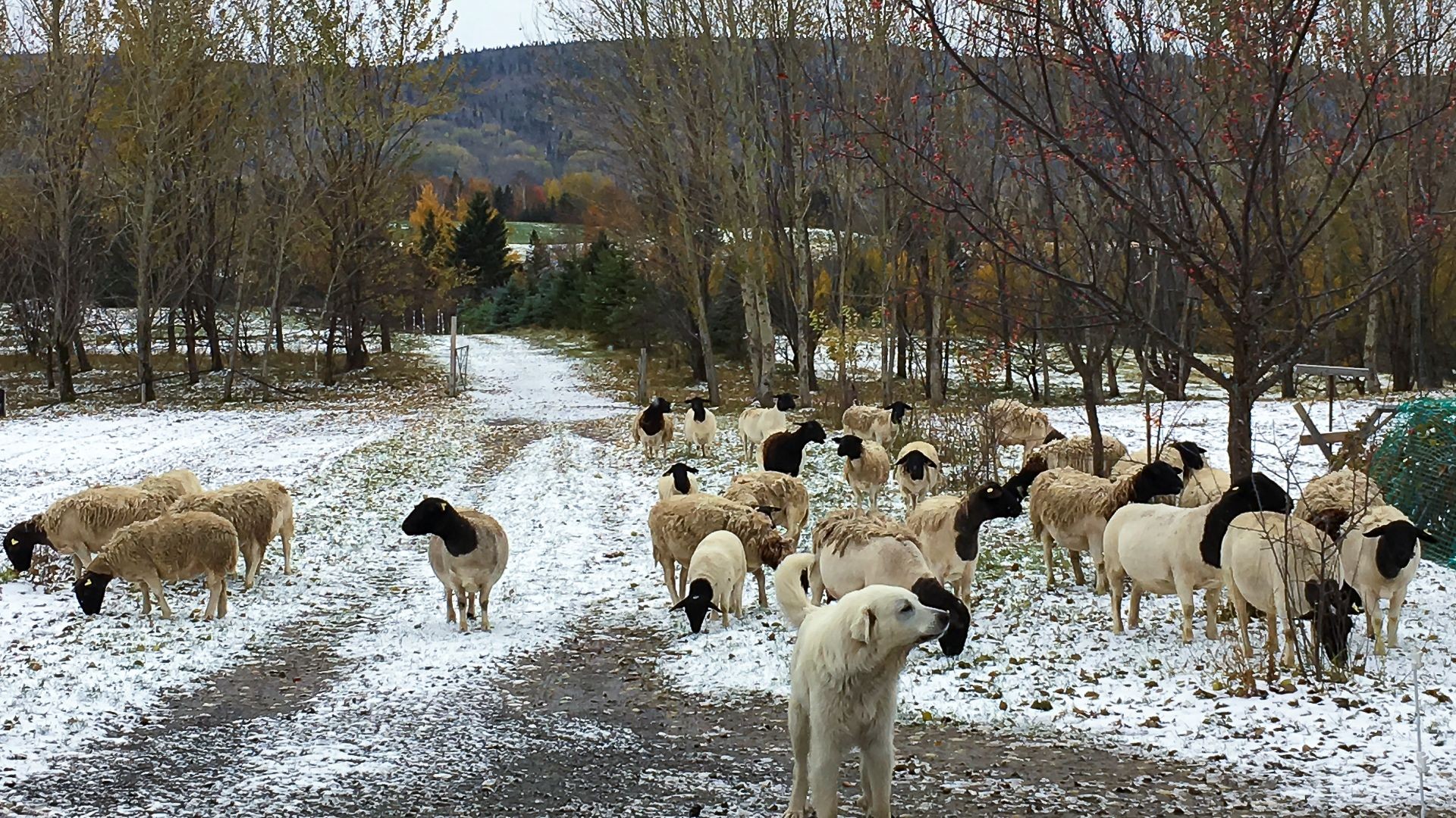 Troupeau de mouton