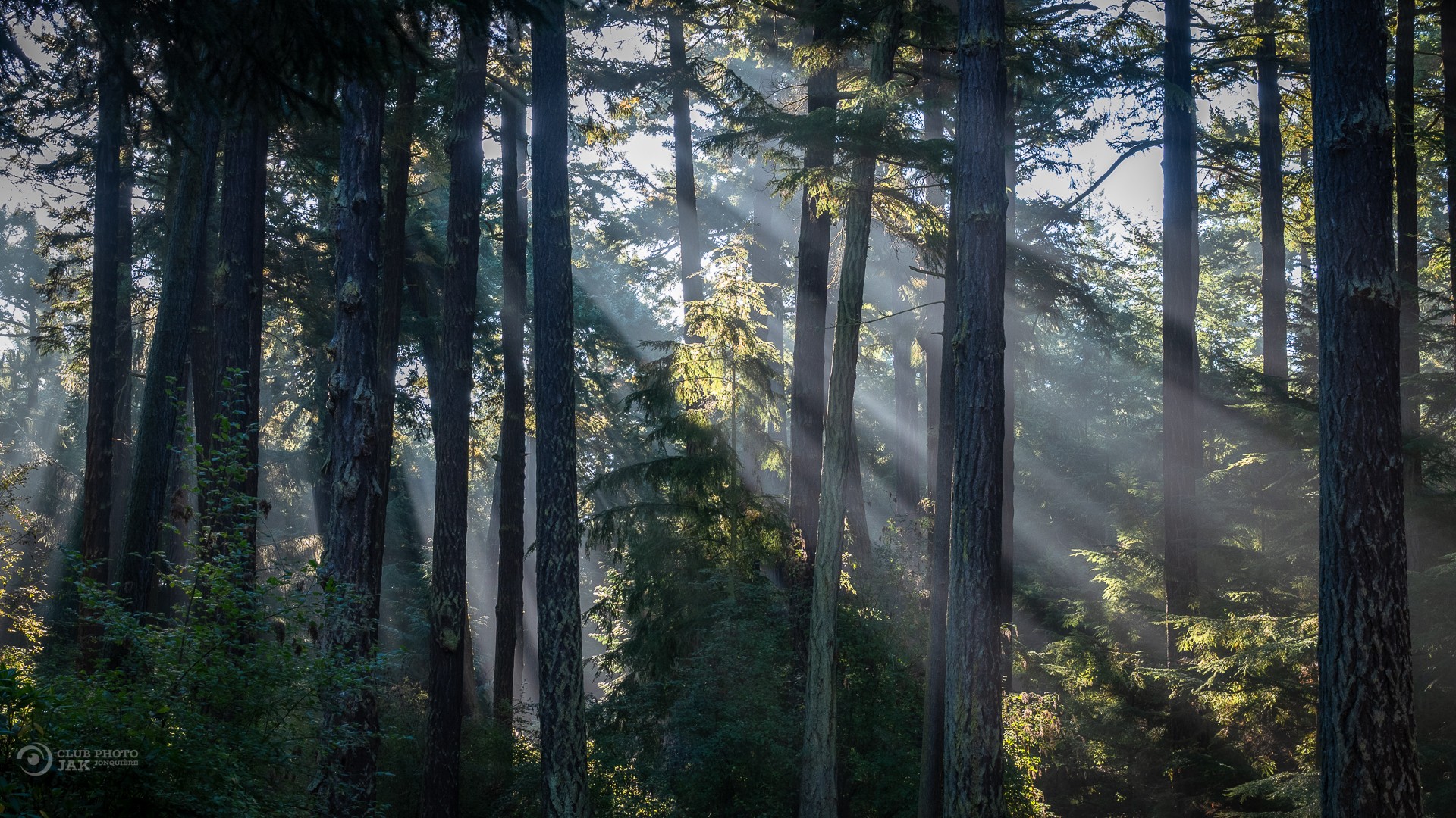 Forêt