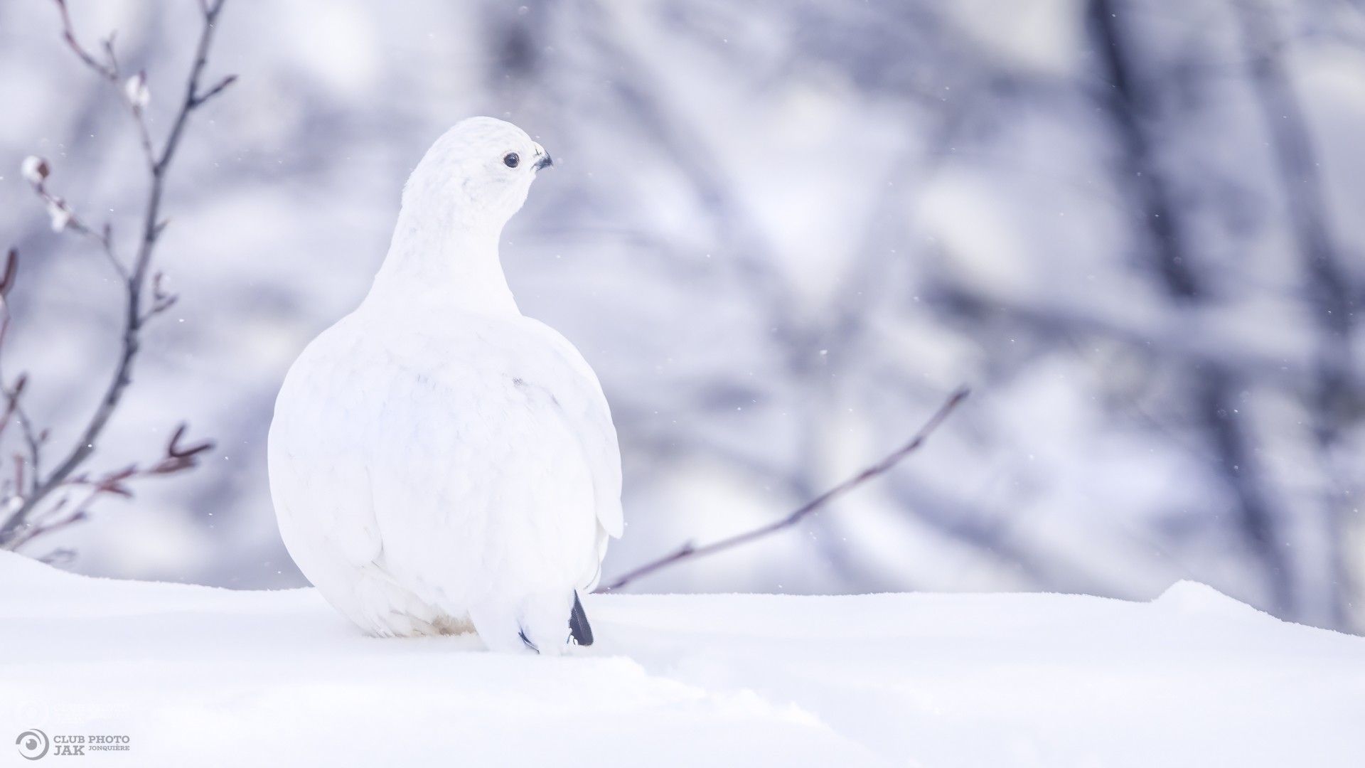 Oiseau blanc dans la neige
